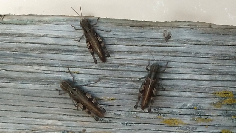 2024-09-16 18.51.02 Differential Grasshopper (Melanoplus differentialis)